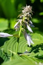 Hosta (Frances Willians) plantain lily Royalty Free Stock Photo