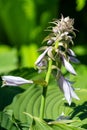 Hosta (Frances Willians) plantain lily Royalty Free Stock Photo