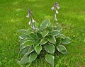 Hosta Function of the Francee variety. Flowering plant Royalty Free Stock Photo