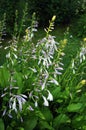 Hosta (Funkia) in bloom.