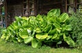 hosta, funkia, decorative garden plant