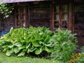 Hosta, funkia, decorative garden plant