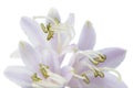 Hosta (Funkia or Plantain Lily) Flower on White Background Royalty Free Stock Photo