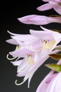 Hosta Funkia or Plantain Lily Flowers Macro Royalty Free Stock Photo