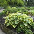 Hosta or Funkia in yellow and green colors on the flowerbed