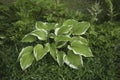 Hosta in a garden. Hosta genus of perennial herbaceous plants of the family Green