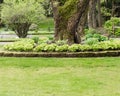 Hosta garden and lawn in a park