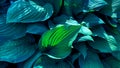 Hosta. The green blue leaves of Hosta in summer. Green life. Royalty Free Stock Photo
