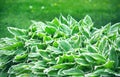 Hosta, garden ornamental plant closeup