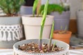 Hosta garden plant with new shoots growing out of pot