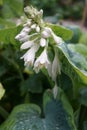 Hosta in the garden after rain. Berlin, Germany Royalty Free Stock Photo