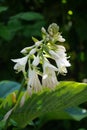 Hosta in the garden after rain. Berlin, Germany Royalty Free Stock Photo