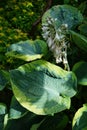 Hosta in the garden. This shade-tolerant plant belongs to the family Asparagaceae, a subfamily of Agavoideae. Germany Royalty Free Stock Photo