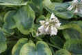 Hosta in the garden. This shade-tolerant plant belongs to the family Asparagaceae, a subfamily of Agavoideae. Berlin, Germany Royalty Free Stock Photo