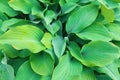 Hosta is a genus of perennial herbaceous plants in the Asparagus family