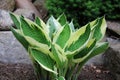 Hosta is a genus of plants commonly known as hostas, plantain lilies in Britain and occasionally by the Japanese name giboshi