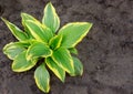 Hosta is genus of plants commonly known as hostas, plantain lilies or giboshi. Nature background image