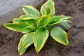 Hosta is genus of plants commonly known as hostas, plantain lilies or giboshi. Nature background image