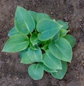 Hosta is genus of plants commonly known as hostas, plantain lilies or giboshi. Nature background image