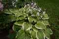 Hosta is a genus of plants commonly known as hostas, plantain lilies and occasionally by the Japanese name giboshi