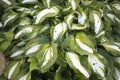 Hosta is a genus of plants commonly known as hostas, plantain lilies and occasionally by Japanese name giboshi