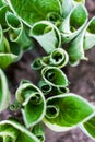 Top view of young hosta leaves