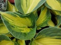 Hosta \'Great Expectations\' Royalty Free Stock Photo