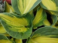 Hosta \'Great Expectations\' Royalty Free Stock Photo