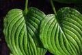 Hosta green leaves with dewdrops