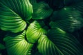 Hosta green leaves top view, summer or spring plant foliage background, natural decorative flower garden