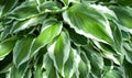 Hosta