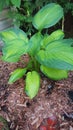 Hosta guacamole