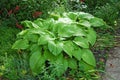 Hosta Guacomole Royalty Free Stock Photo