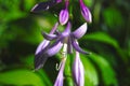Hosta Guacomole blossom Royalty Free Stock Photo
