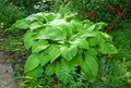 Hosta Guacomole in garden Royalty Free Stock Photo