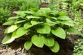 Hosta Guacomole plant Royalty Free Stock Photo