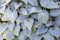 Mass of gray leaves of Hosta `Halcyon` from overhead, covered with raindrops