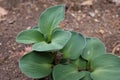 Hosta