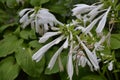 Hosta. Hosta plantaginea. Hemerocallis japonica. White Lily Royalty Free Stock Photo