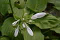 Hosta. Hosta plantaginea. Hemerocallis japonica. White Lily Royalty Free Stock Photo