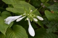 Hosta. Hosta plantaginea. Hemerocallis japonica. White Lily Royalty Free Stock Photo