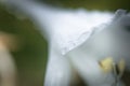 Hosta, hostas, plantain lilies, giboshi white flower with drop macro view. Background from hosta leaves. Perennial Royalty Free Stock Photo