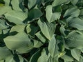 Hosta (hybrid of Hosta nigrescens) \'Krossa Regal\' with smooth, thick, widely-veined, blue to gray leaves