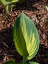 Hosta \'June\' growing in the garden with distinctive gold leaves with blue-green irregular margins