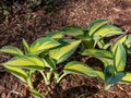 Hosta \'June\' growing in the garden with distinctive gold leaves with blue-green irregular margins