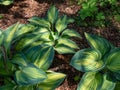 Hosta \'June\' growing in the garden with distinctive gold leaves with striking blue-green irregular margins in spring