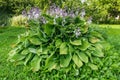 Hosta lat. Hosta in garden. Hosta - genus of perennial herbaceous plants of the family Green