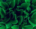 Hosta lat. Hosta in garden. Hosta - genus of perennial herbaceous plants of the family Green. Beautiful bright green leaves Royalty Free Stock Photo