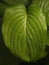 Hosta leaf Royalty Free Stock Photo
