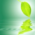 Hosta Leaf Over Water Royalty Free Stock Photo